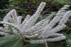 Colebrookea oppositifolia